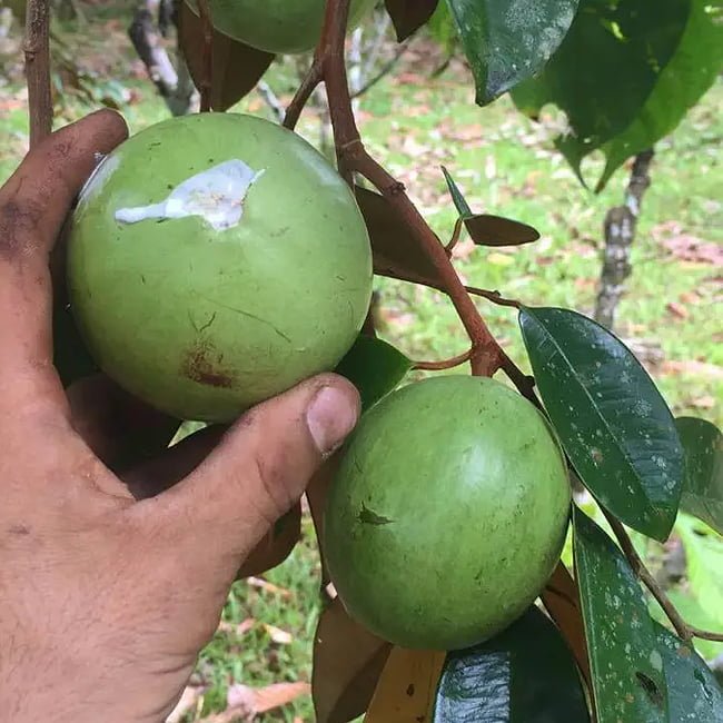 Star apple Newcomb Grafted