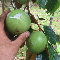 Star apple Newcomb Grafted