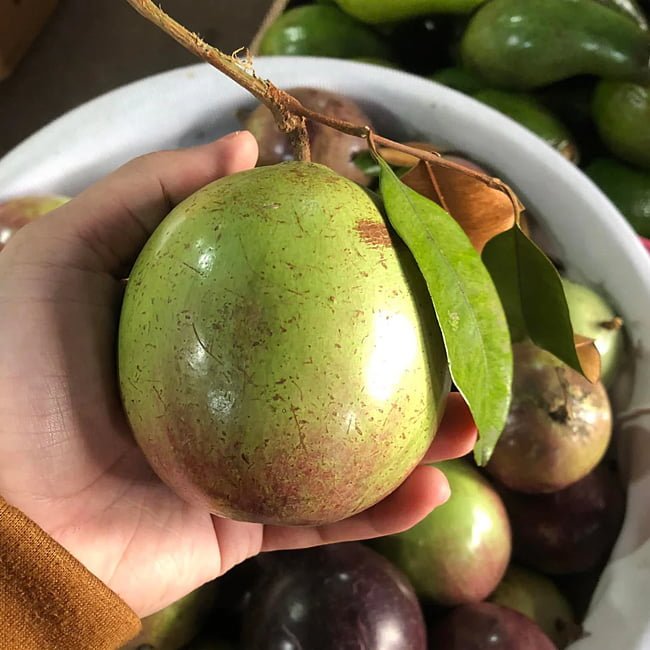 Star apple Newcomb Grafted - Ladybird Nursery
