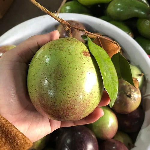 Star apple Newcomb Grafted - Ladybird Nursery