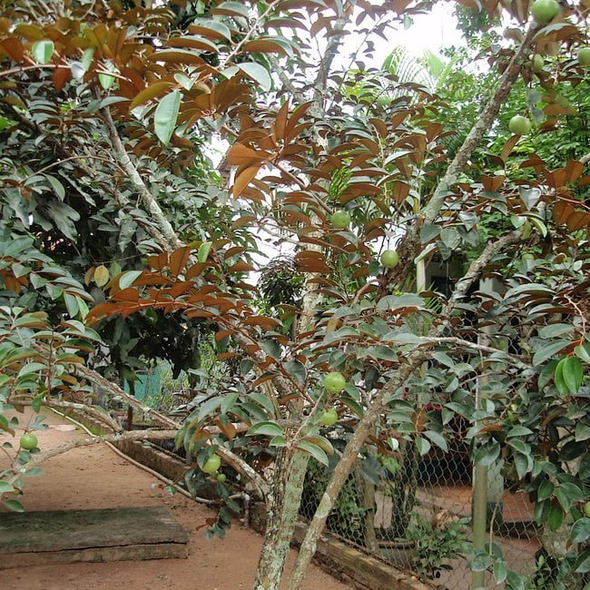Star apple Weeping Grafted - Ladybird Nursery