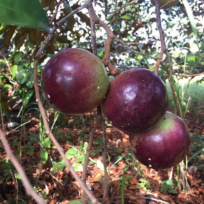 Star apple Weeping Grafted