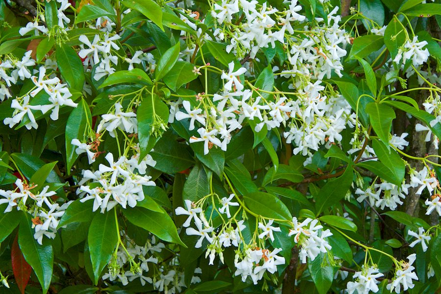 Chinese Star Jasmine (Trachelospermum jasminoides)