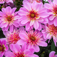 Dahlia 'Starburst Pink'