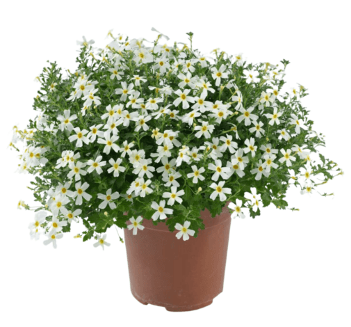 Bacopa Stardom (Jamesbrittenia) - Ladybird Nursery