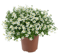 Bacopa Stardom (Jamesbrittenia) - Ladybird Nursery