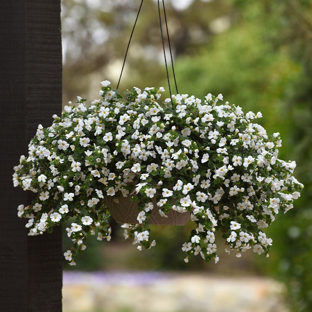 Bacopa Stardom (Jamesbrittenia) - Ladybird Nursery