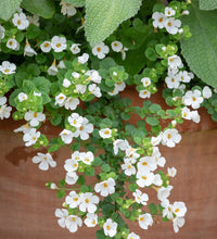 Bacopa Stardom (Jamesbrittenia)