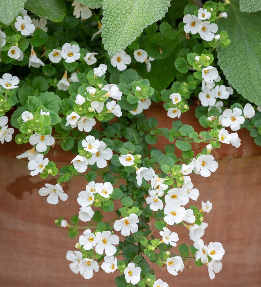 Bacopa Stardom (Jamesbrittenia) - Ladybird Nursery