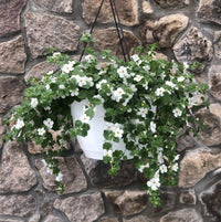 Bacopa Stardom (Jamesbrittenia)