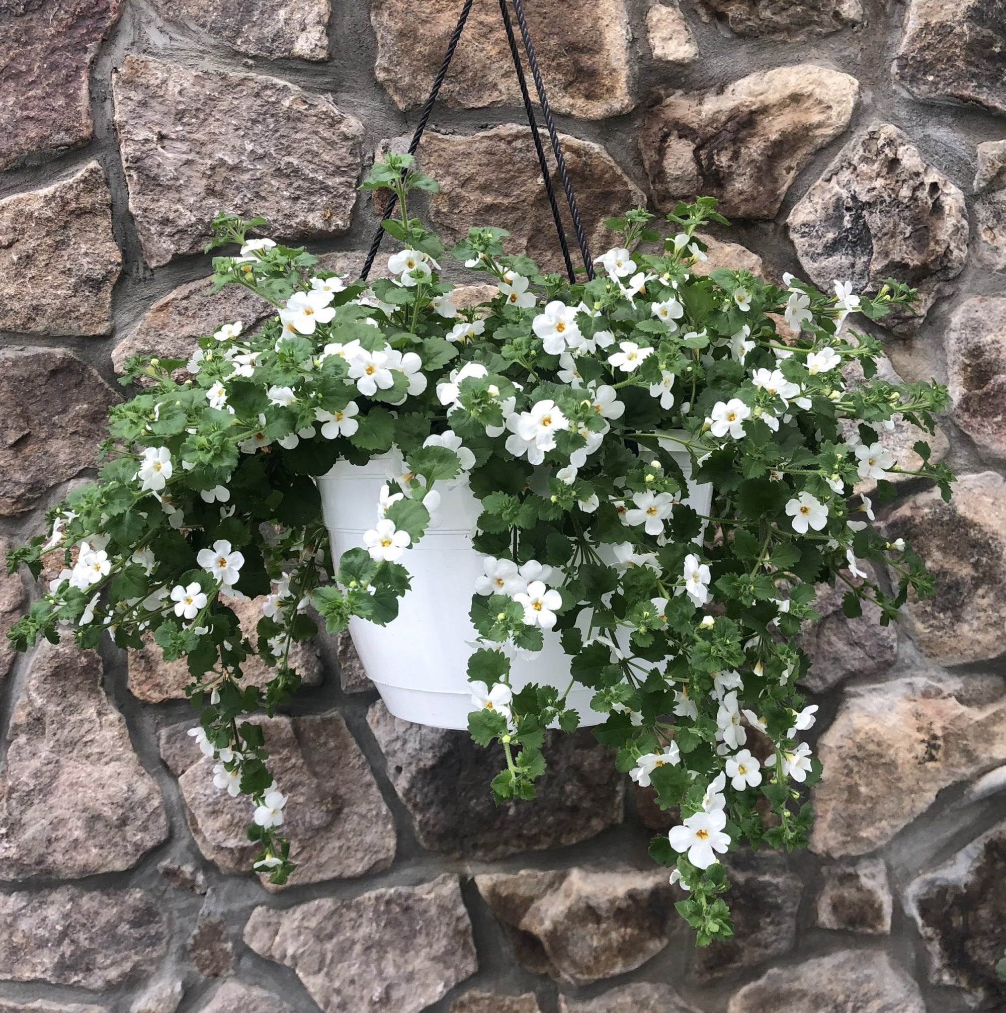 Bacopa Stardom (Jamesbrittenia) - Ladybird Nursery