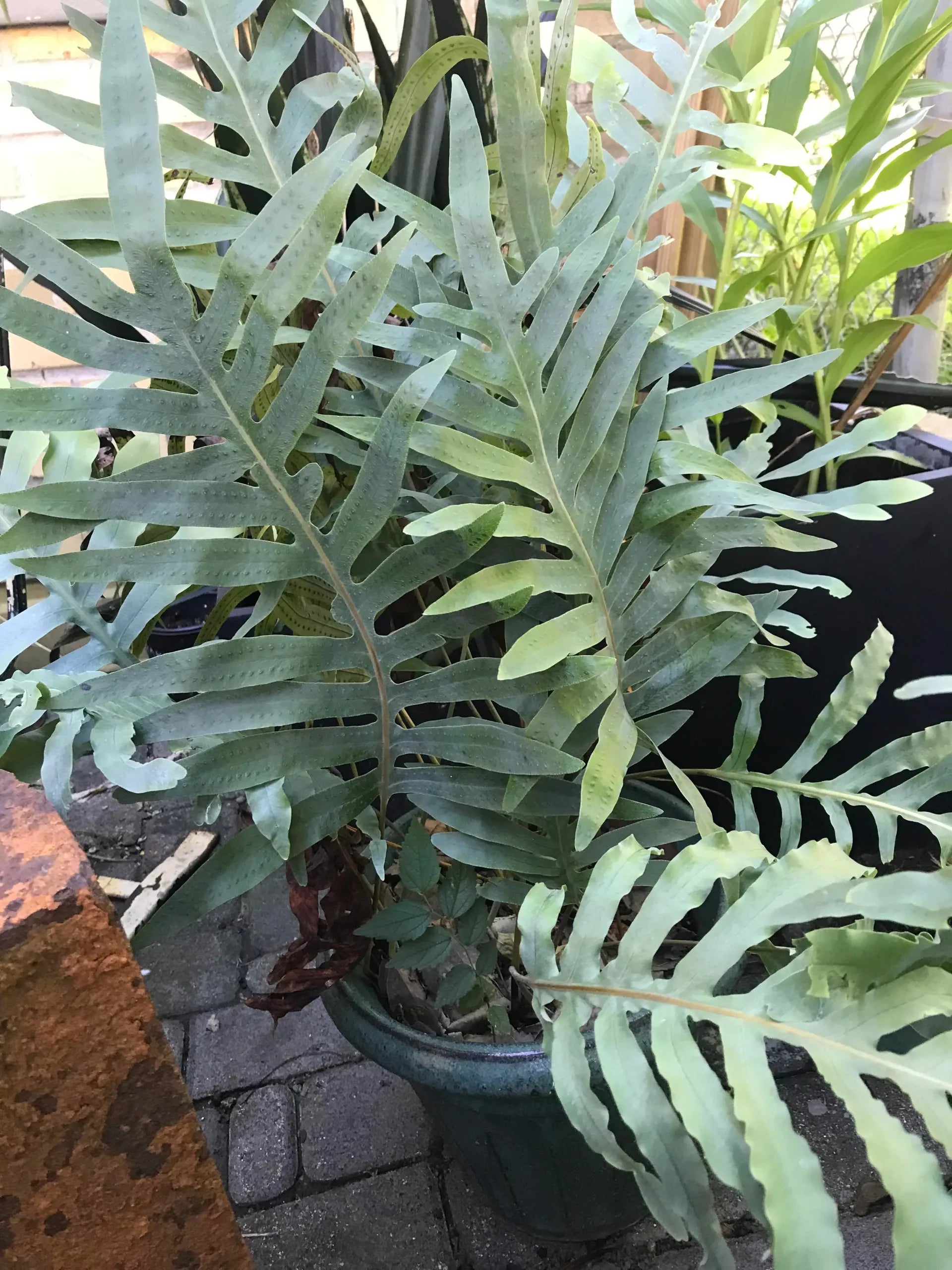 blue star fern for sale Fern 'Blue Star' (Phlebodium aureum) Plant – Buy Now! – Ladybird Nursery