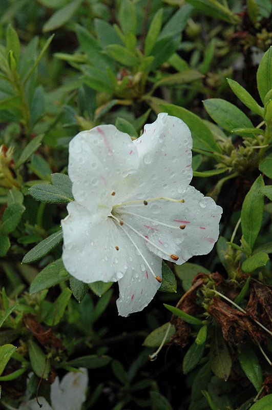 Azalea ENCORE AUTUMN STARLITE™ - Ladybird Nursery