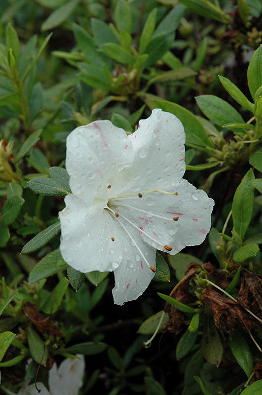Azalea ENCORE AUTUMN STARLITE™