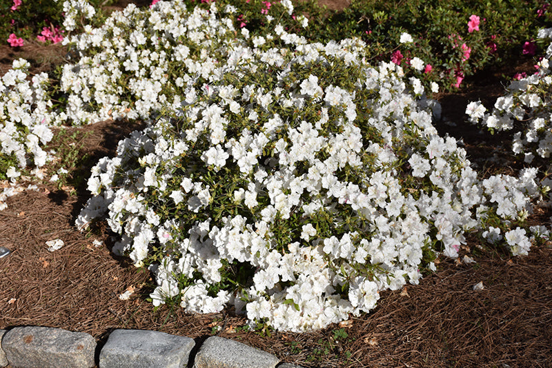 Azalea ENCORE AUTUMN STARLITE™