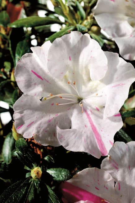 Azalea ENCORE AUTUMN STARLITE™ - Ladybird Nursery