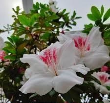 Azalea indica Stella Maris - Ladybird Nursery