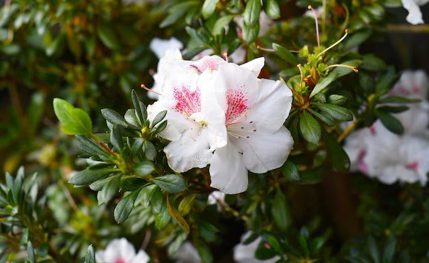 Azalea indica Stella Maris - Ladybird Nursery