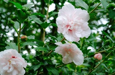 Azalea indica Stella Maris