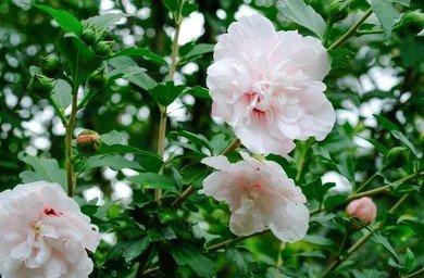 Azalea indica Stella Maris - Ladybird Nursery