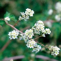 Cutleaf Stephanandra (Stephanandra incisa)