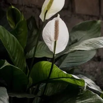 Peace Lily Stephanie (Spathiphyllum) - Ladybird Nursery