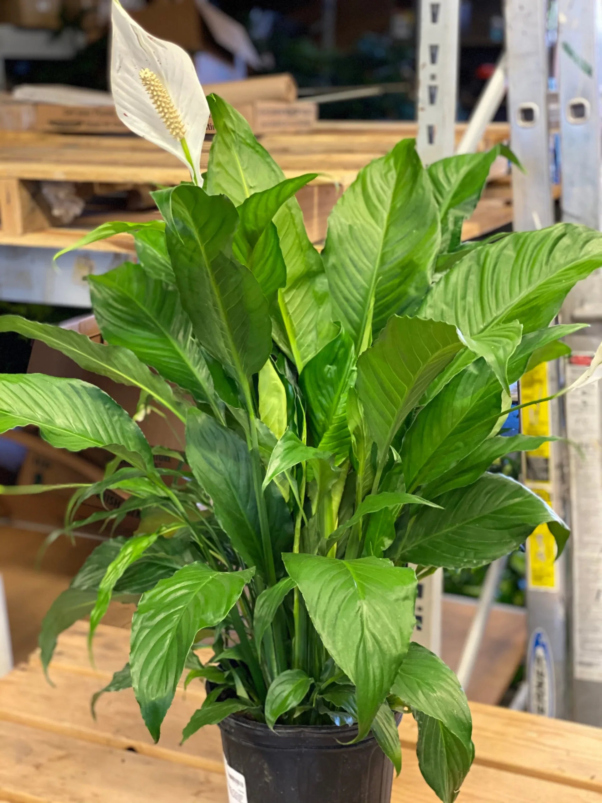 Peace Lily Stephanie (Spathiphyllum) - Ladybird Nursery