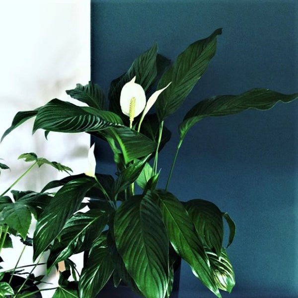 Peace Lily Stephanie (Spathiphyllum) - Ladybird Nursery