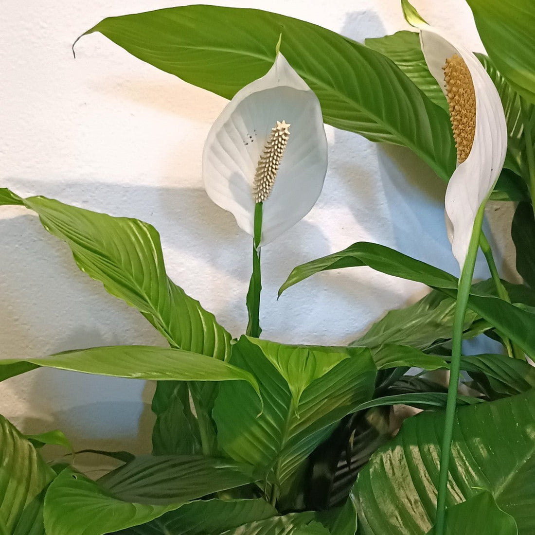 Peace Lily Stephanie (Spathiphyllum) - Ladybird Nursery