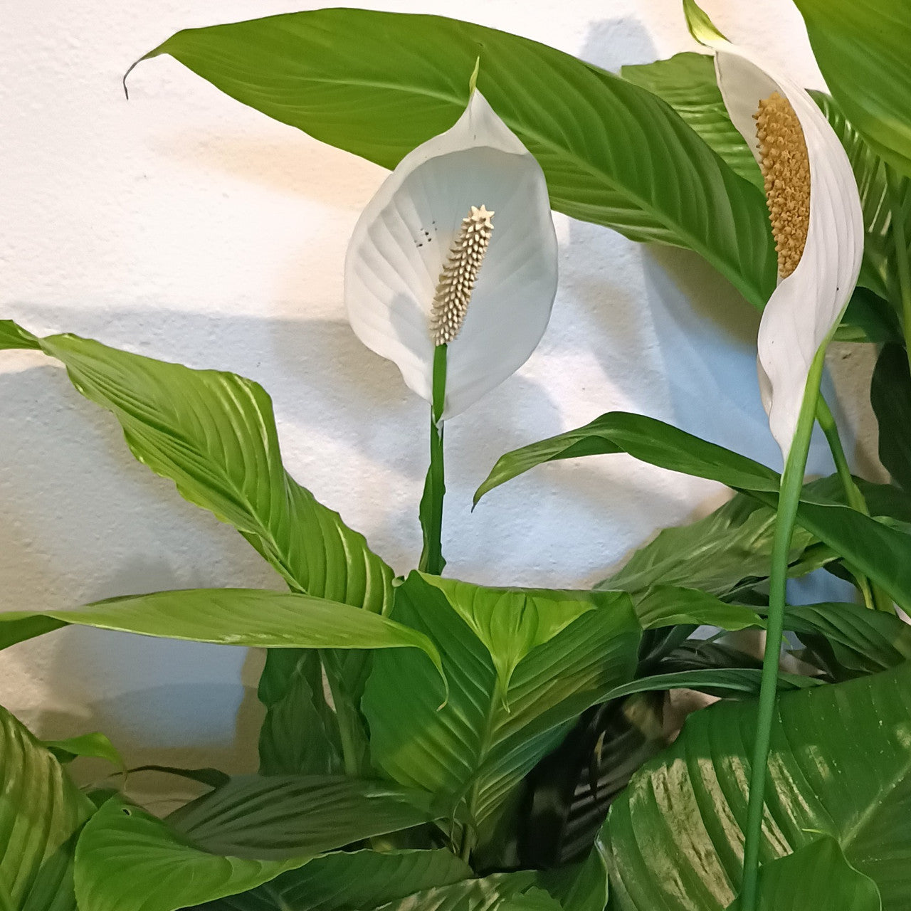 Peace Lily Stephanie (Spathiphyllum)