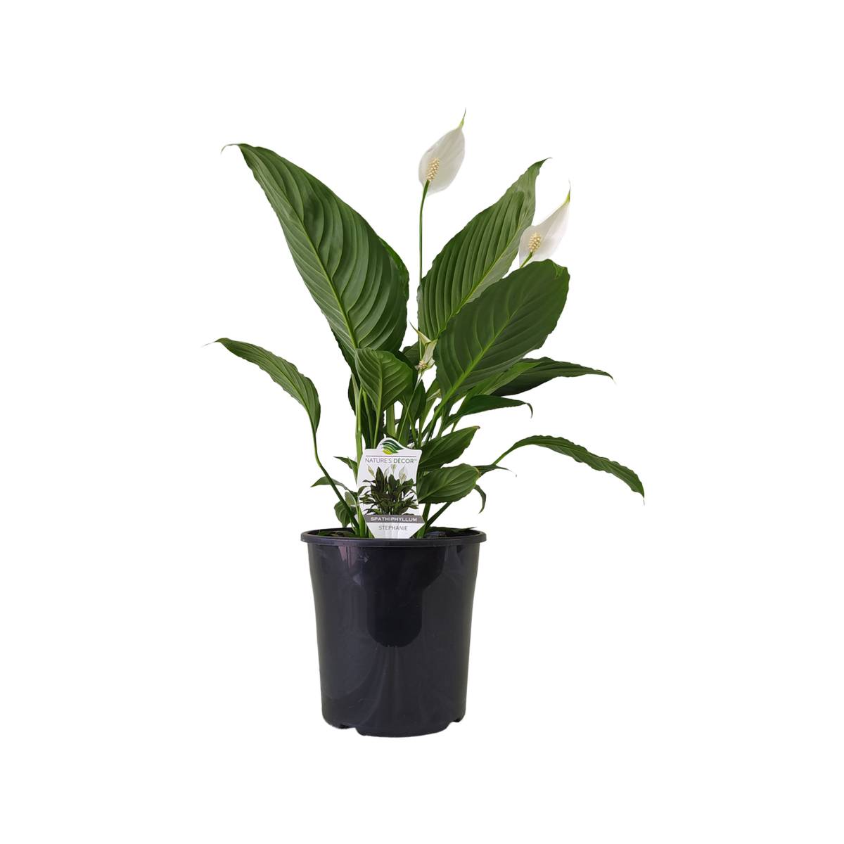 Peace Lily Stephanie (Spathiphyllum)