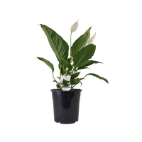 Peace Lily Stephanie (Spathiphyllum)