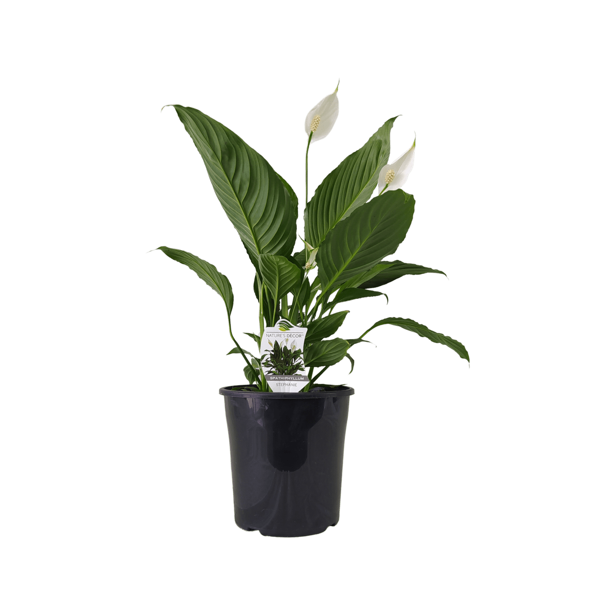 Peace Lily Stephanie (Spathiphyllum) - Ladybird Nursery