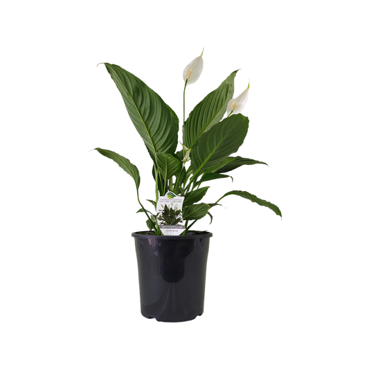 Peace Lily Stephanie (Spathiphyllum)