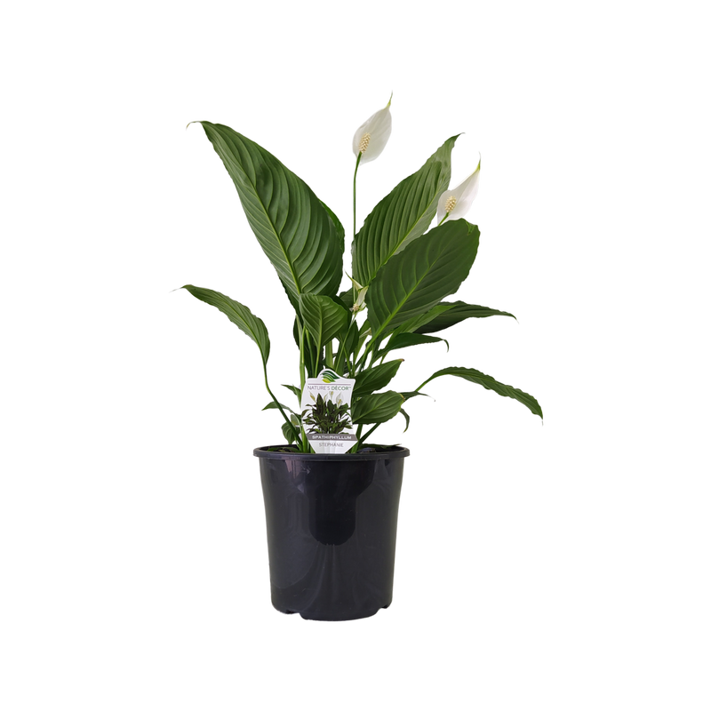 Peace Lily Stephanie (Spathiphyllum)