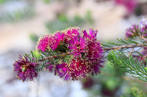 Scarlet Honey Myrtle Hot Pink (Melaleuca fulgens)