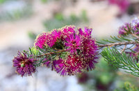 Scarlet Honey Myrtle Hot Pink (Melaleuca fulgens) - Ladybird Nursery