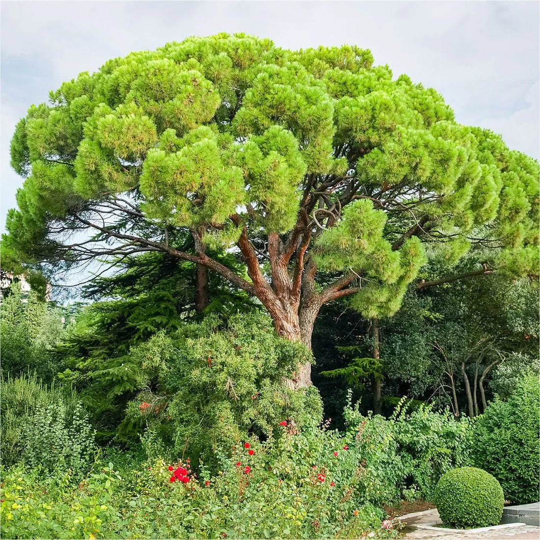 Stone Pine (Pinus pinea) - Ladybird Nursery