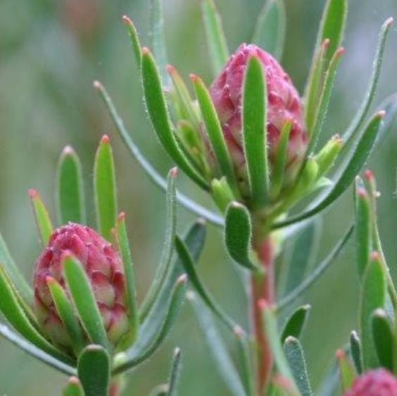 Strawberry Fair (Leucadendron modestum)