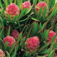 Strawberry Fair (Leucadendron modestum)