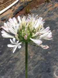 Agapanthus roseus Strawberry Ice (Strawberry Ice Agapanthus)