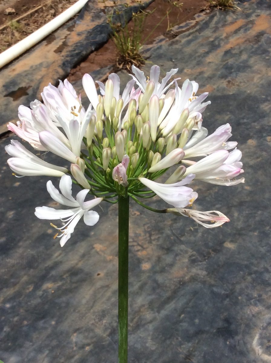 Agapanthus roseus Strawberry Ice (Strawberry Ice Agapanthus) - Ladybird Nursery