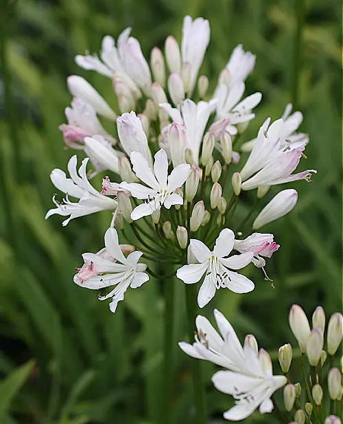 Agapanthus roseus Strawberry Ice (Strawberry Ice Agapanthus)