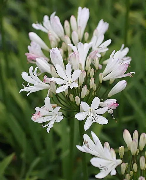 Agapanthus roseus Strawberry Ice (Strawberry Ice Agapanthus) - Ladybird Nursery
