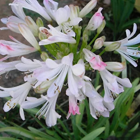 Agapanthus roseus Strawberry Ice (Strawberry Ice Agapanthus)