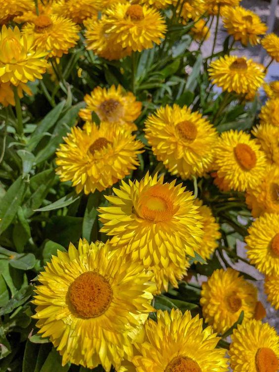 Paper Daisy Assorted (Bracteantha spp.)