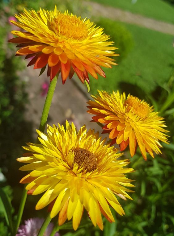 Paper Daisy Assorted (Bracteantha spp.)