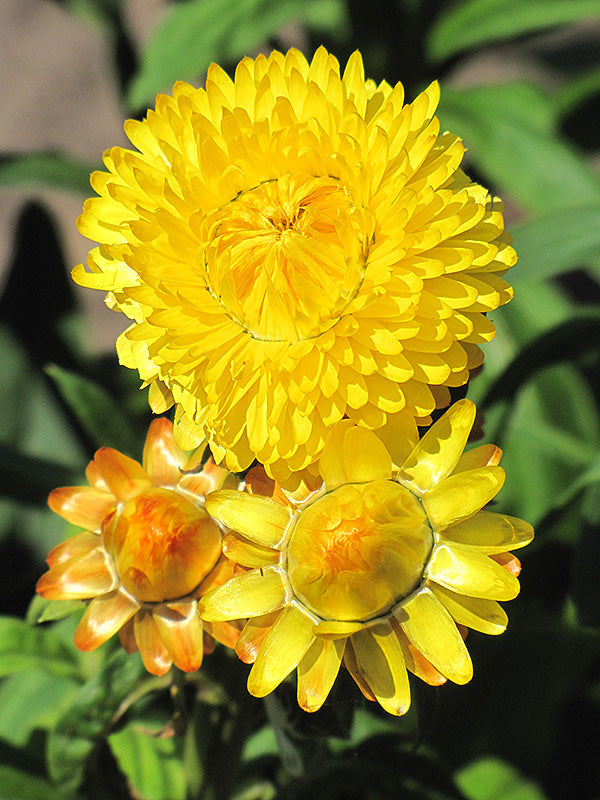Paper Daisy Assorted (Bracteantha spp.)
