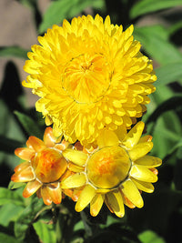 Paper Daisy Assorted (Bracteantha spp.)