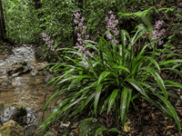 Native Stream Lily (Helmholtzia glaberrima) - Ladybird Nursery